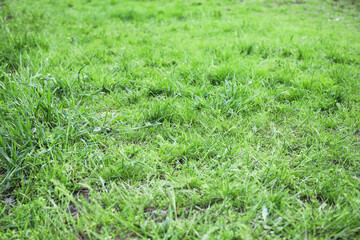 Fresh green grass on lawn