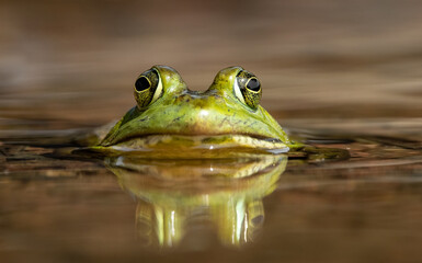 Bull Frog in a Pond  - obrazy, fototapety, plakaty