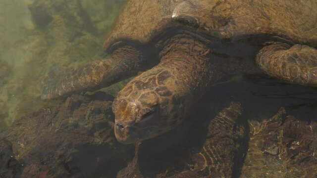 Turtle Face. An Intimate Close Up Shot Of A Sea Turtle Greeting The Camera. The Aquatic Creature Enjoys The Cool Ocean And Warm Sun.

Resolution: 4K 
Location: Big Island, Hawaii.