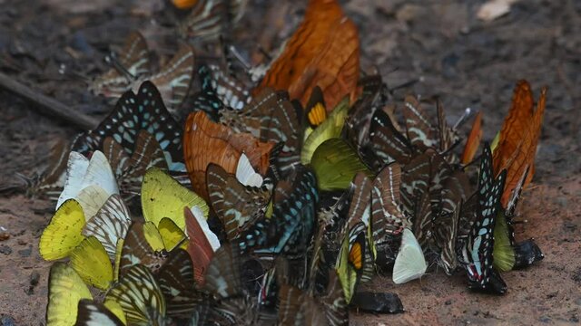 Butterflies Assorted and Colorful, kaleidoscope of butterflies huddling together on a wet ground eating minerals while others fly around as seen in Kaeng Krachan National Park in Thailand.
