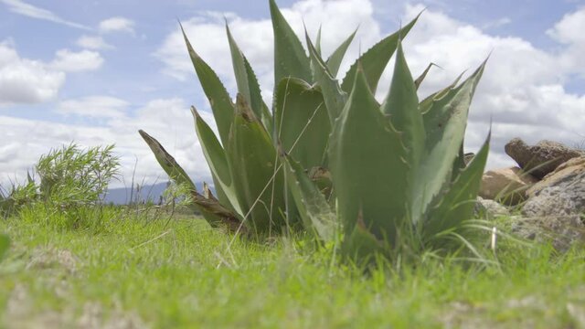 Agave species with sharp edge teeth in Mexico. Cloudy sky with an agave in the foreground