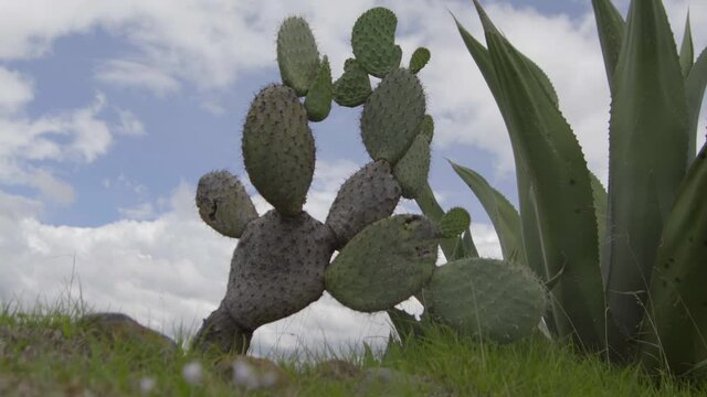 Large Opuntia and a large Agave species in Mexico. Cloudy sky with an agave and a Opuntia in the foreground