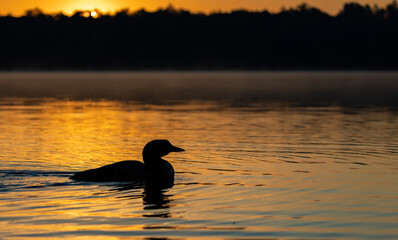 Common Loon on a Lake in Maine 