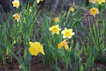 yello flowers and grass