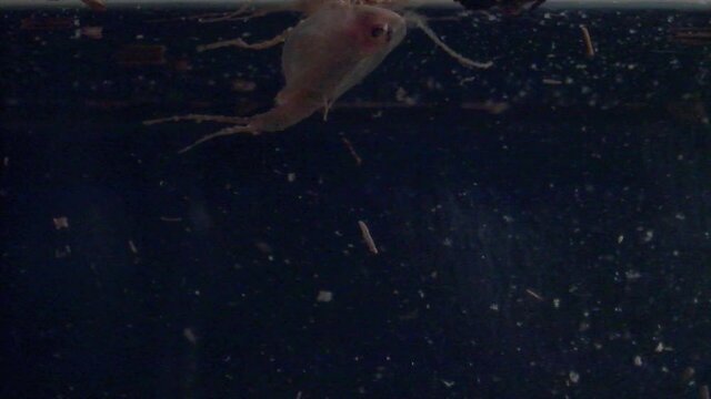 A tadpole shrimp sifts through surface debris, then swims deeper in slow motion.