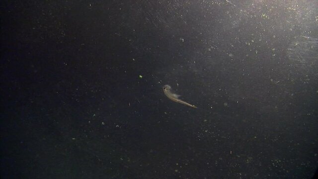 A brine shrimp (artemia) aka "sea monkey" swims underwater.