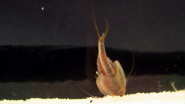 A tadpole shrimp (triops longicaudatus) digs in gravel in slow motion.