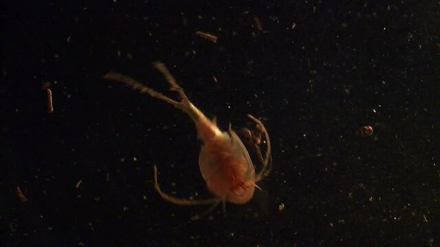 A tadpole shrimp (triops longicaudatus) swims through the frame in slow motion.