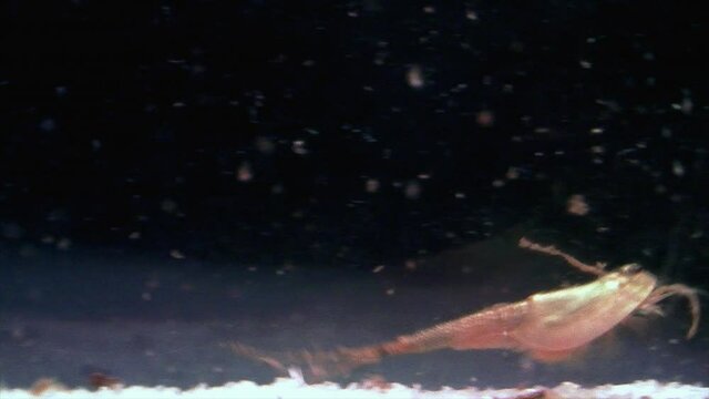 A triops (tadpole shrimp) swims above gravel in slow motion.