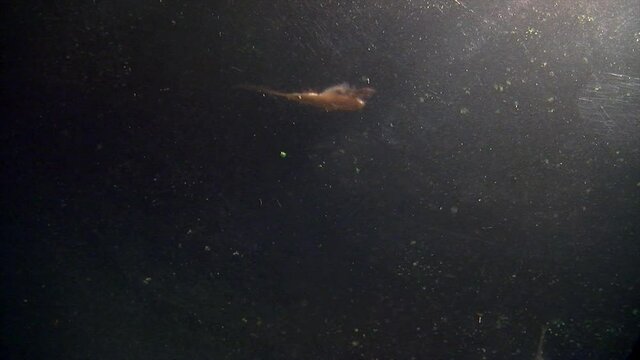 Several tadpole shrimp swim upside-down with a brine shrimp.