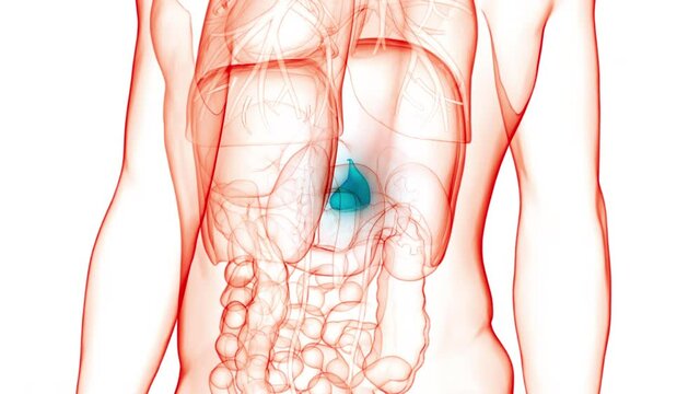 Human Internal Organ Gallbladder Anatomy Animation Concept