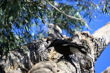 A pied currawong, perched high up in a eucalyptus tree, with fragments of bark in its beak
