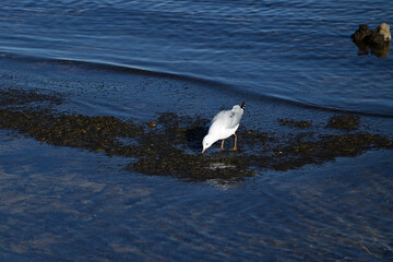 A silver gull, commonly known as a seagull, picking at seaweed in very shallow water