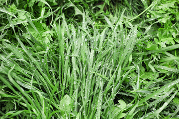Fototapeta na wymiar Fresh green grass on lawn, closeup