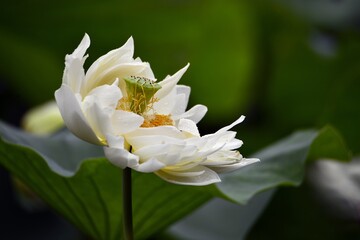 LOTUS FLOWER