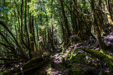 Obraz premium A tunnel of trees and green, Overland Track, Tasmania, Australia