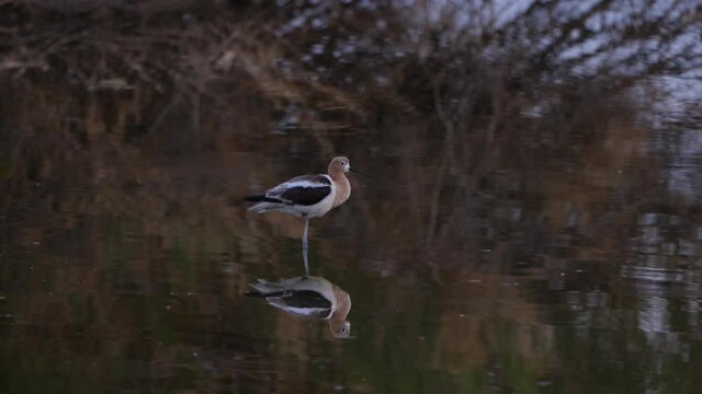 Avocet looks calmly in a pond with its reflection directly below.