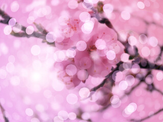 Naklejka na ściany i meble Blooming spring fruit tree, blurred bokeh pattern.