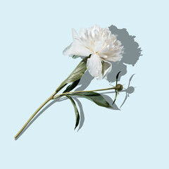 Beautiful white peony on blue background, trendy shadow, holiday concept
