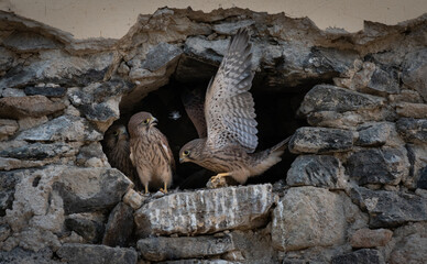 Abflug ins junge Falkenleben