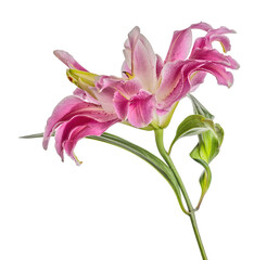 polypetalous lily pink fine large bloom on white