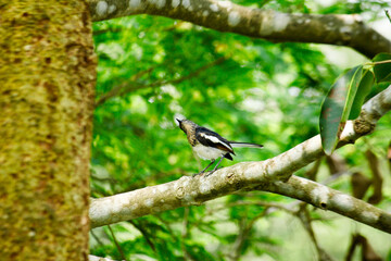 a dowel on a tree branch