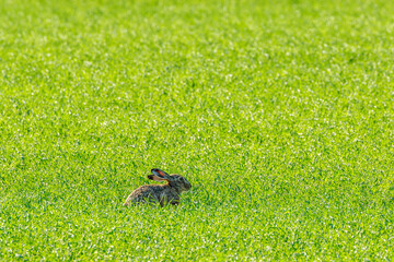 Hare sitting in the grass on a field
