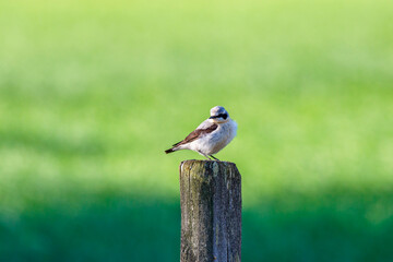 Northern wheatear bird on a wooden post