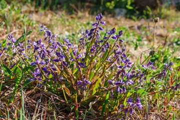 Dwarf milkwort on a summer meadow