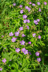 Fototapeta premium Wood cranesbill flowers on a summer meadow from above