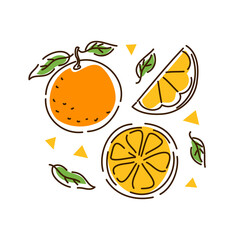 Juicy orange set. Citrus fruit, orange slices, tangerine in the outline style. Vector illustration
