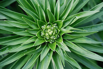 green flower background. lily green buds. summer poster or wallpaper. top view of flower. beautiful garden plant 