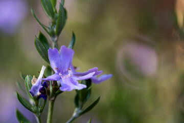 Close up purple flower isolated