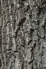 Close-up view of a piece of old cracked tree bark, high-resolution texture