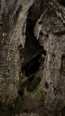 Hole in Wood