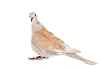 African collared dove