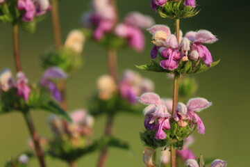 Phlomoides tuberosa, Tuberous Jerusalem sage. Pink purple flowers close-up in the light of the evening sun at sunset against the backdrop of a green meadow. Pink natural background at sunset.