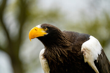 Close up of a Steller's sea eagle head. Yellow bill and eye, large nostrils. Against sky and grass