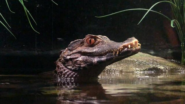 4K HD video of crocodile head above water as water rises and falls, slowly moving downwards to see body underwater resting on rocks and branches.
