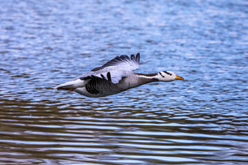 The bar-headed goose, Anser indicus flying over a lake in English Garden in Munich