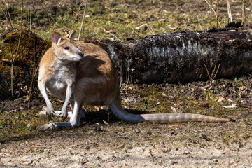 The agile wallaby, Macropus agilis also known as the sandy wallaby