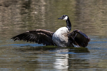 The Canada Goose, Branta canadensis at a Lake near Munich in Germany