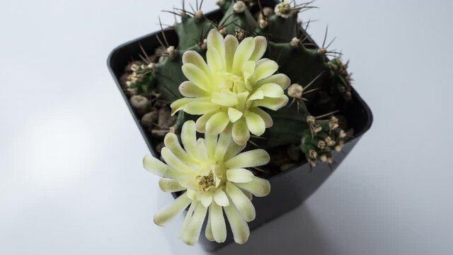 Footage B roll of timelapse white flower cactus. gymnocalycium cactus flower. Time lapse Flower cactus in garden and real light.