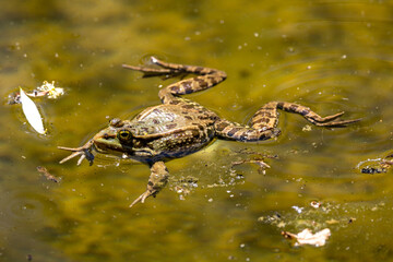 Common frog, Rana temporaria, single reptile croaking in water