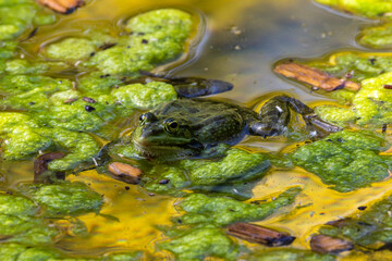 Common frog, Rana temporaria, single reptile croaking in water