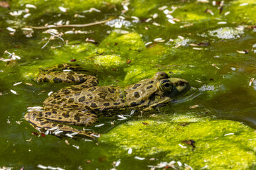 Common frog, Rana temporaria, single reptile croaking in water