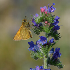 Lulworth skipper, Thymelicus acteon foraging on a flower at a meadow at Munich, Germany