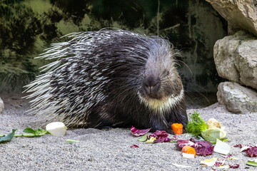 Indian crested Porcupine, Hystrix indica in a german nature park