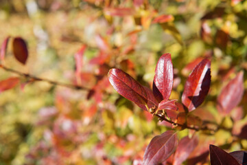 Red leaves in autumn, red leaves in autumn