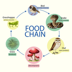 Food chain diagram concept © blueringmedia